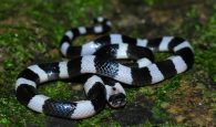 Các loài rắn độc ở Việt Nam, gây tử vong chỉ vài phút