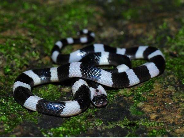 Các loài rắn độc ở Việt Nam, gây tử vong chỉ vài phút