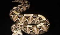 Những loài rắn độc nhất thế giới bạn nên biết