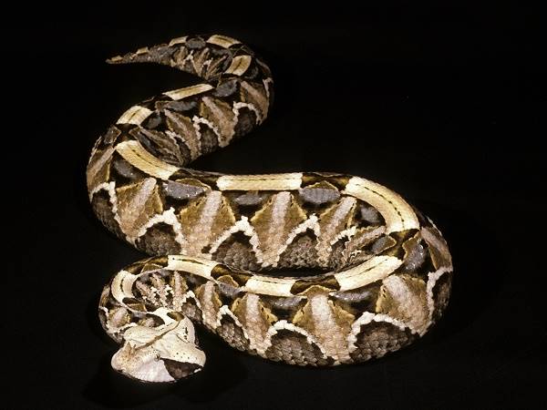 Những loài rắn độc nhất thế giới bạn nên biết