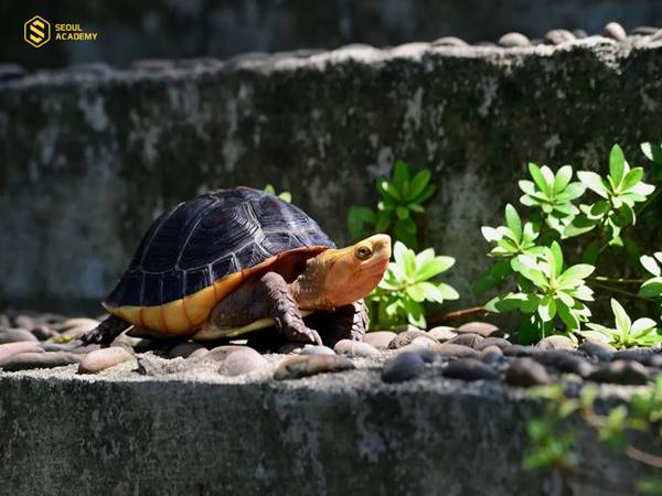 Bắt được rùa là điềm gì