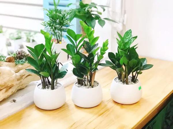 Mệnh Thủy trồng cây gì?