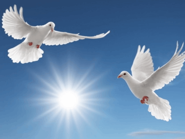 Chim bồ câu số mấy theo quan niệm dân gian?