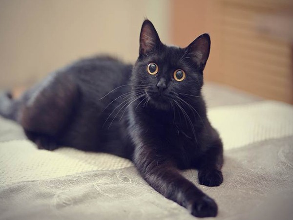 Ý nghĩa mèo đen trong phong thủy Ý nghĩa mèo đen trong phong thủy